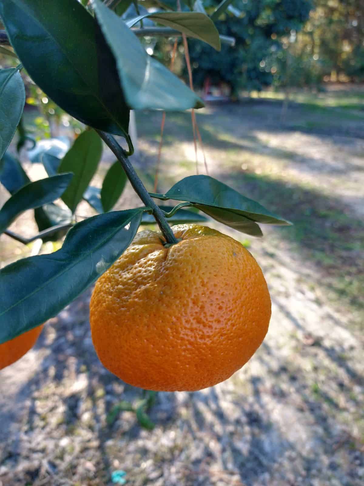 A photo of focused in on a single Satsuma mandarin growing in a tree.