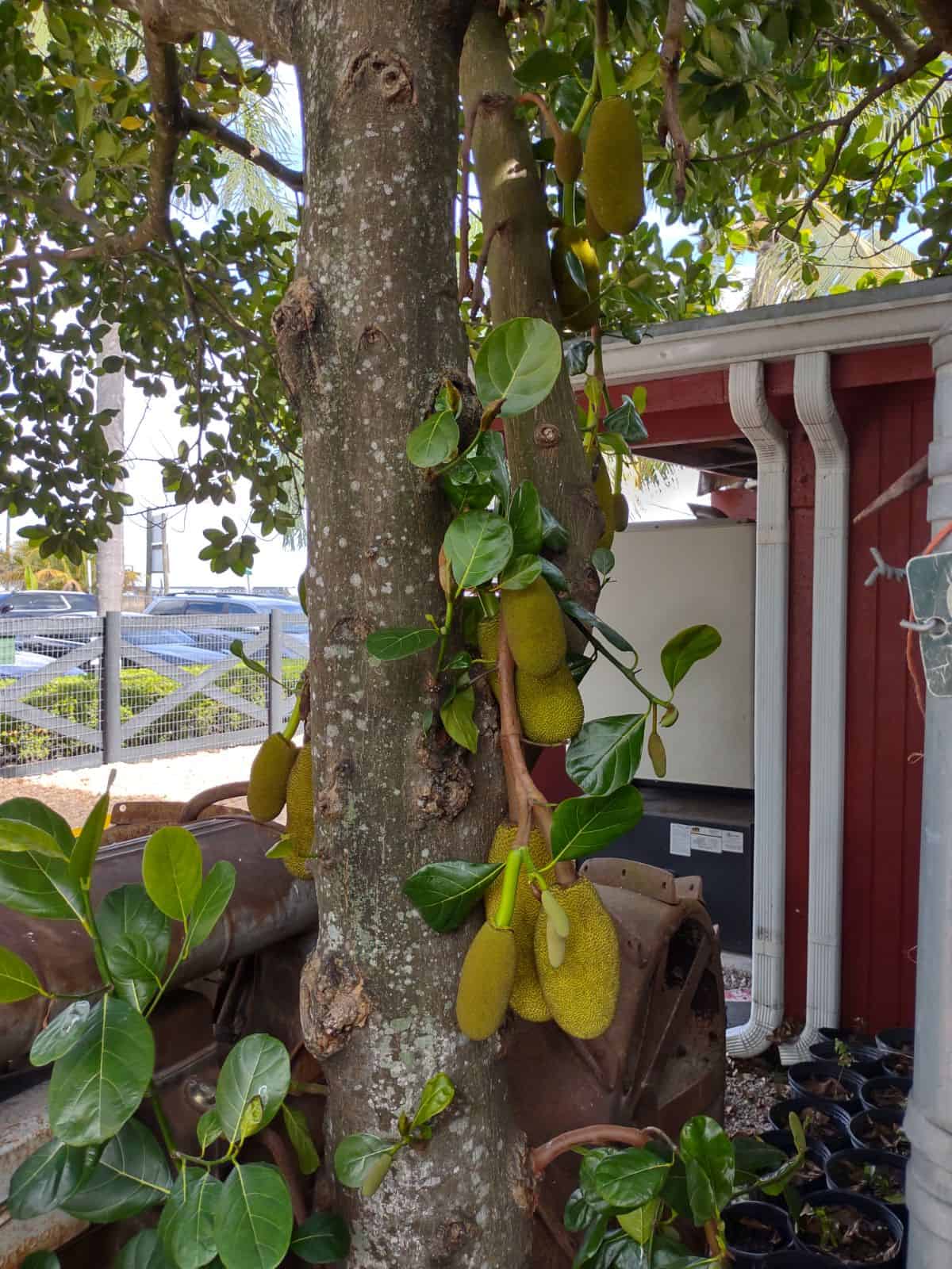 A jackfruit tree with small fruit that is beginning to grow and get bigger.