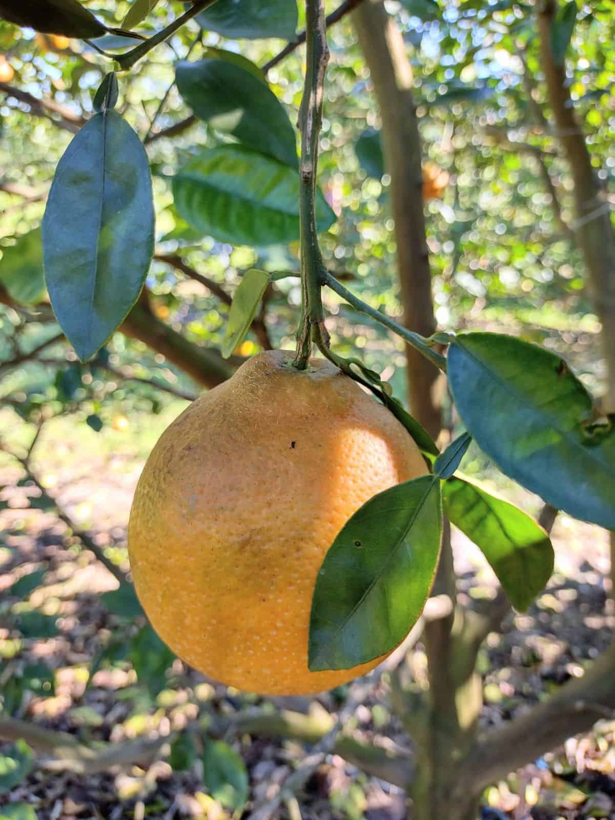 A single Florida Honeybell hanging in a tree.