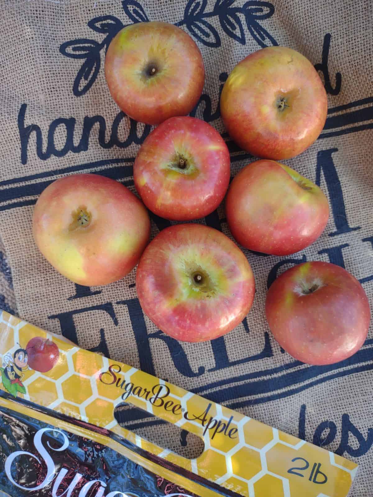 An overhead picture of Sugar Bee apples on burlap with the bag in the bottom of the photo.