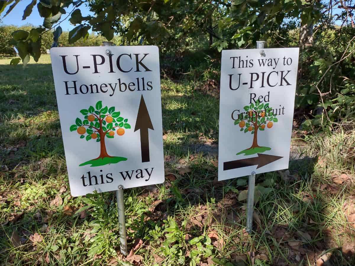 Two white signs sticking out of the ground showing which direction for picking honeybells and red grapefruit. 