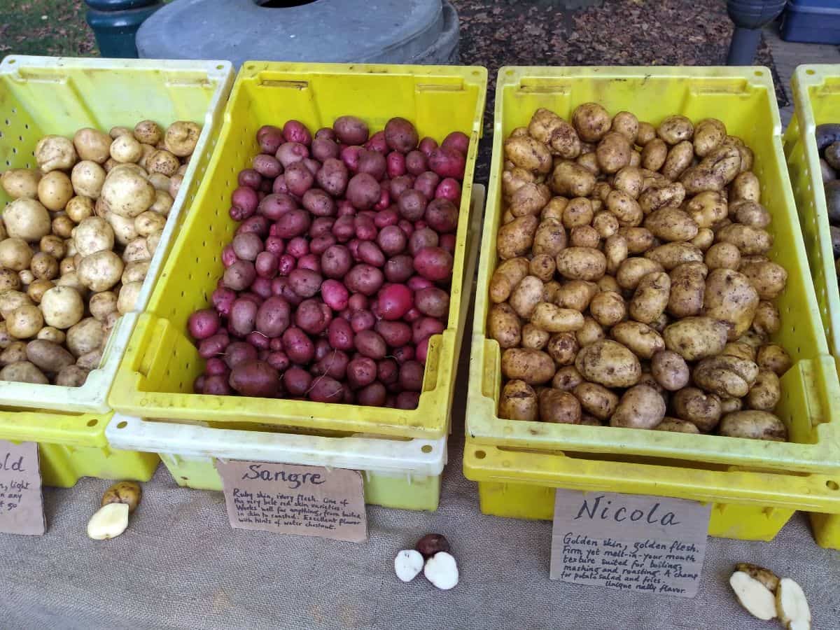 Yellow bins filled with different color small potatoes at a farmer's market