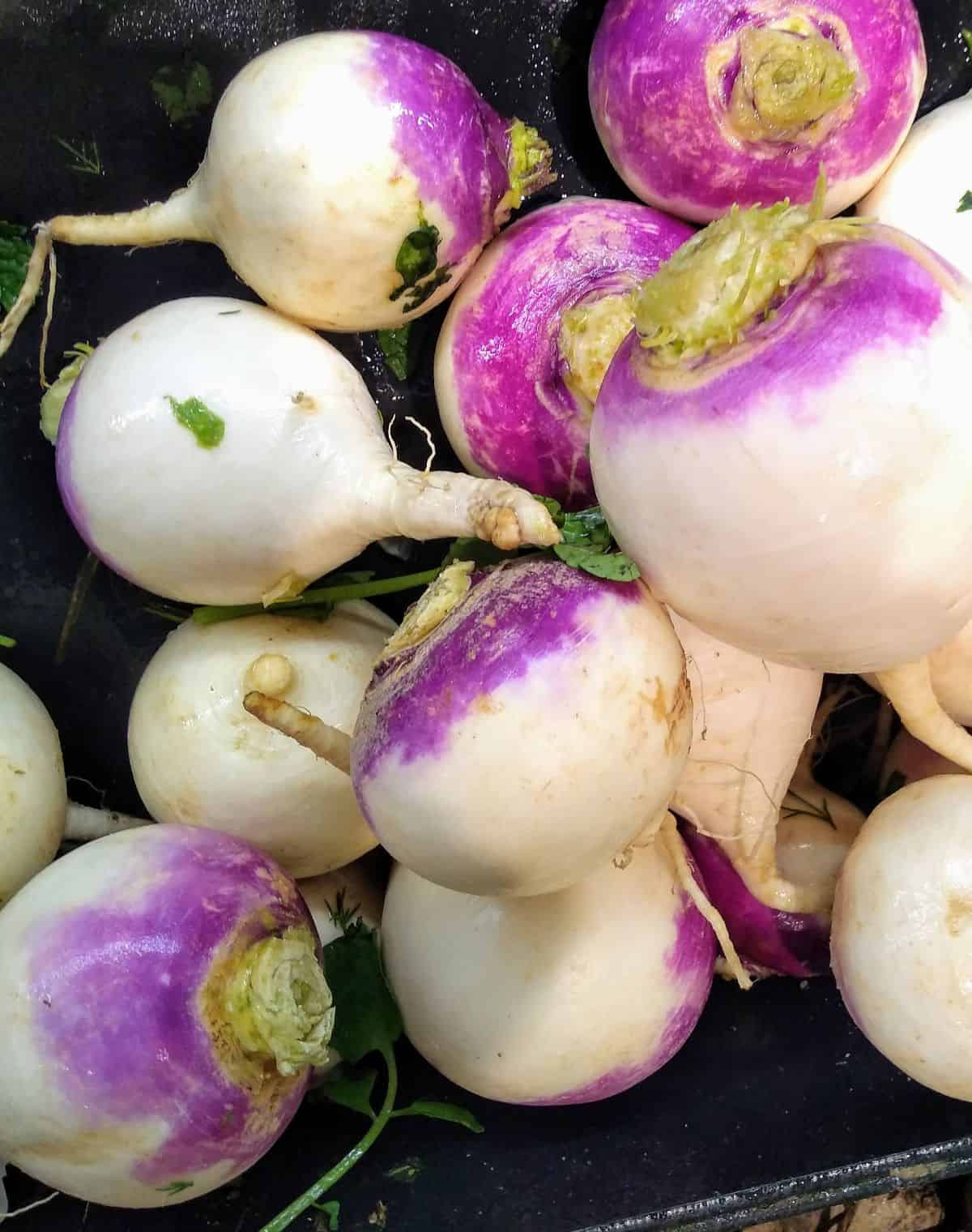 Turnips with purple on top are shown on top of a black background.