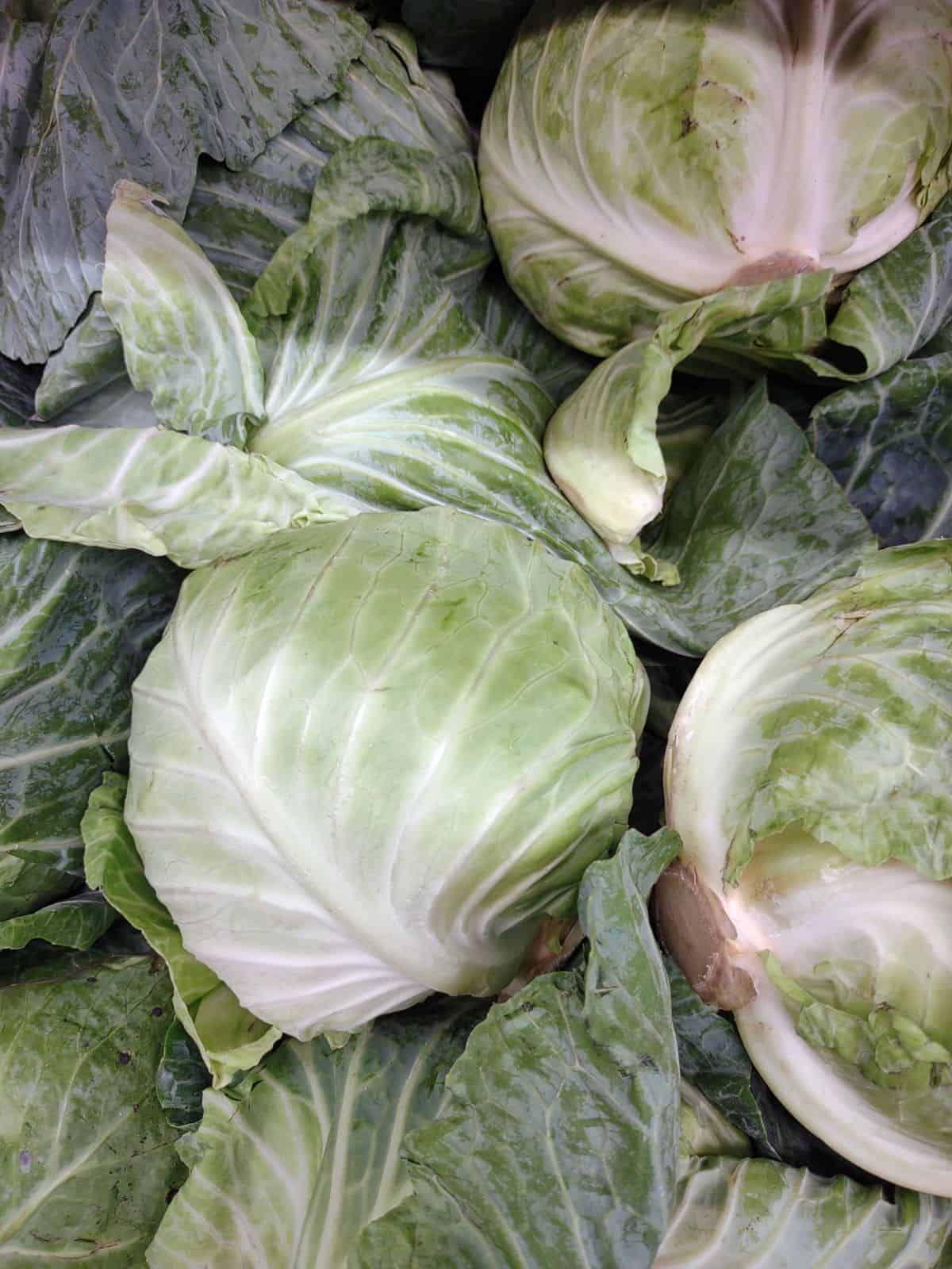 A close up of a display of green cabbage at an ALDI store.