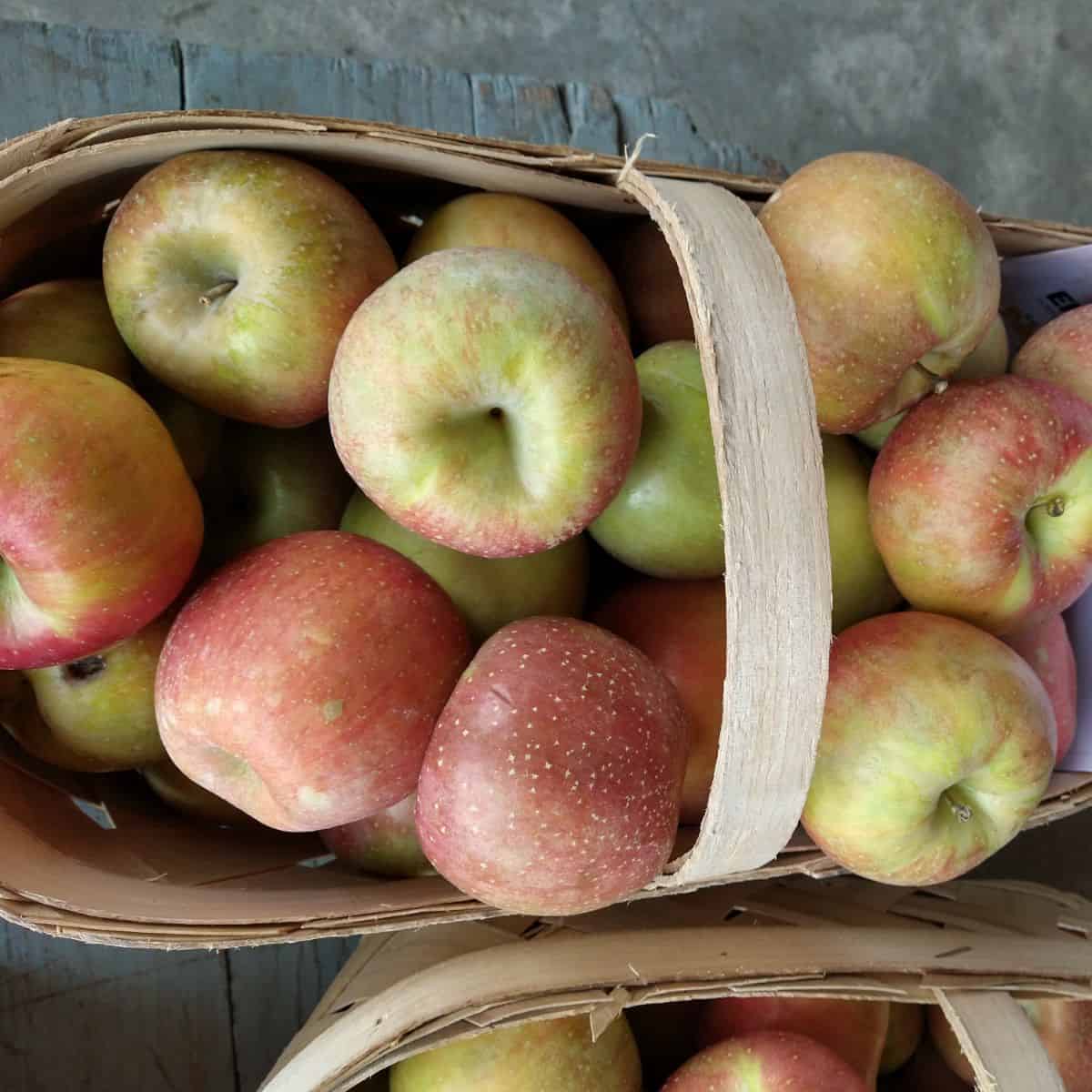 A wood basket filled with Evercrisp apples