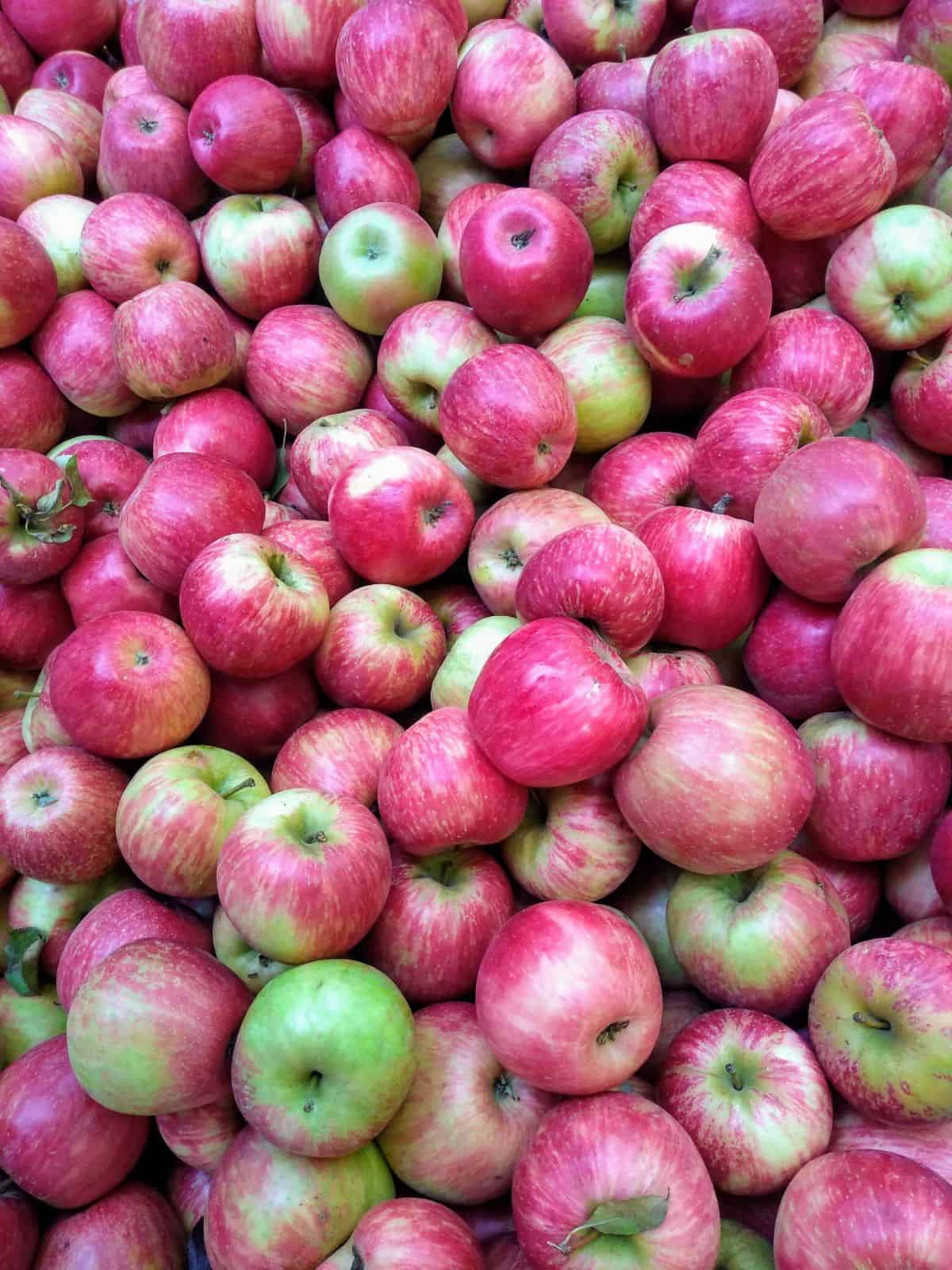A close up of bin filled with green and red Honeycrisp apples.