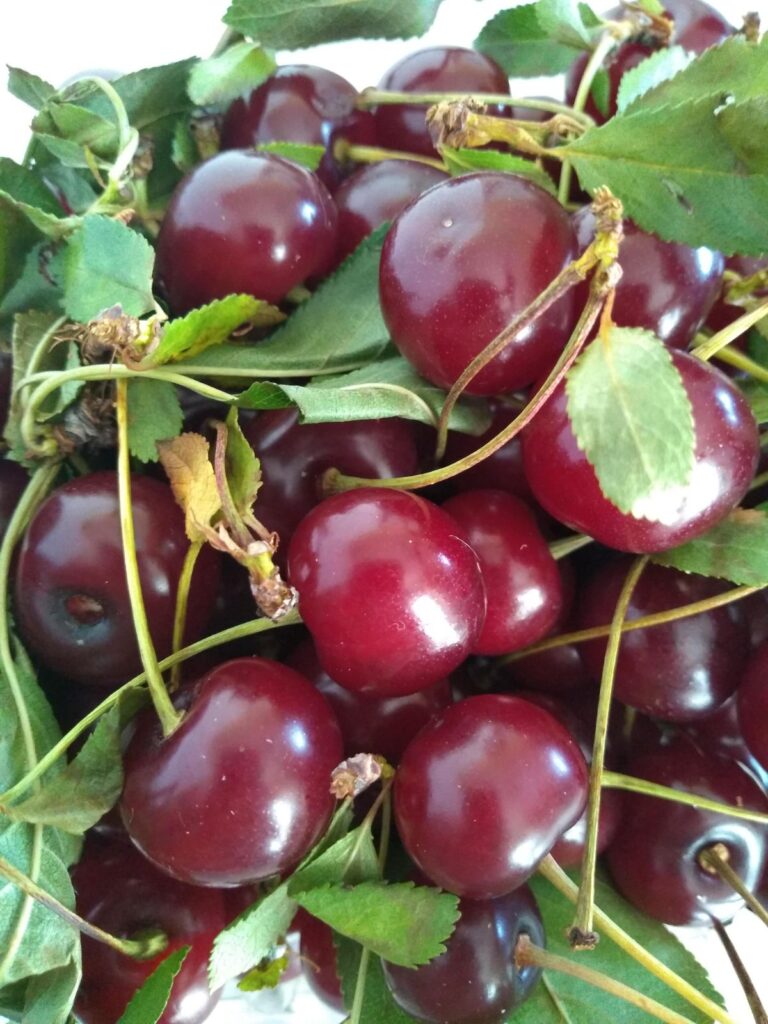 Tart Balataon cherries with stems on them.