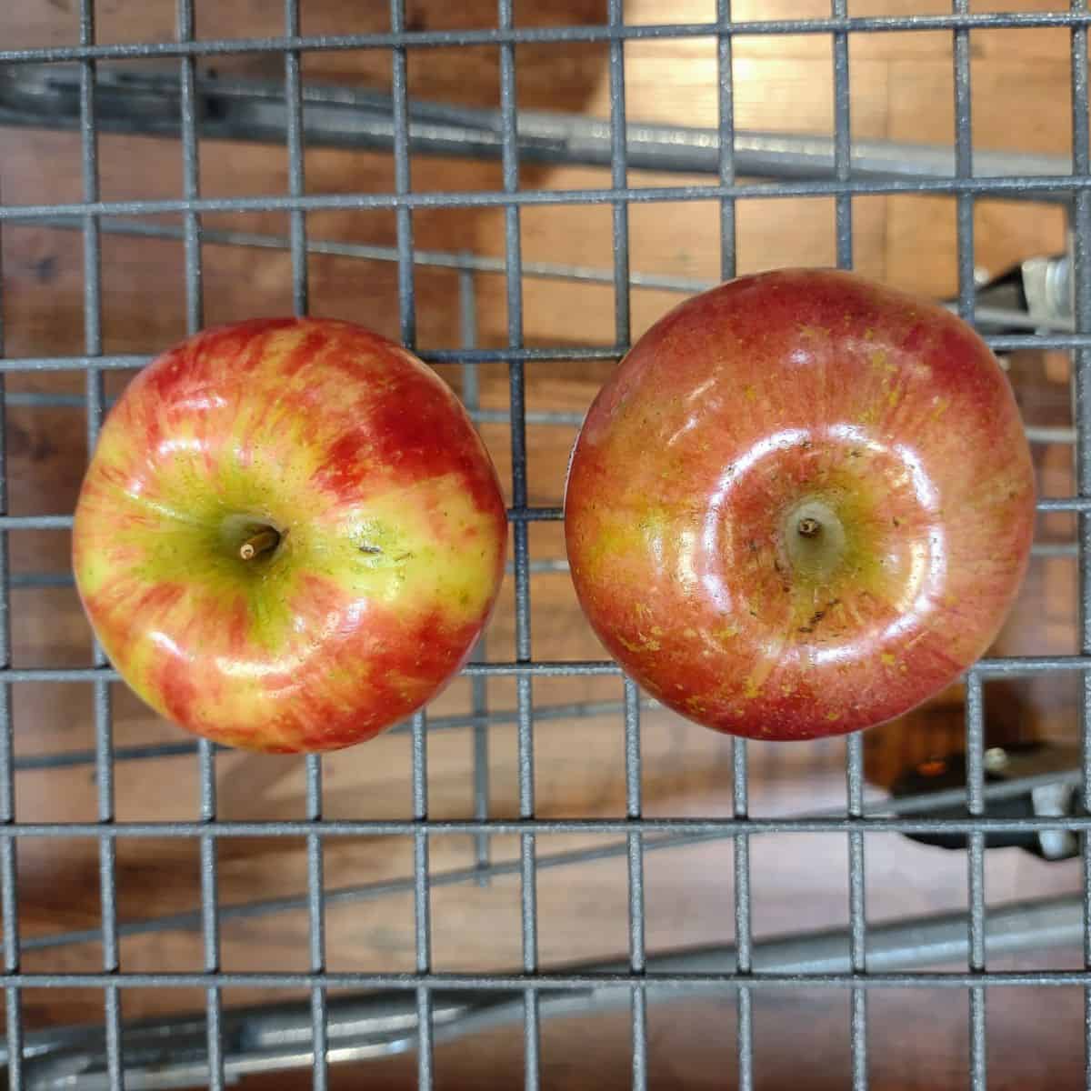 A shopping cart with one Fuji apple next to one Honeycrisp apple.