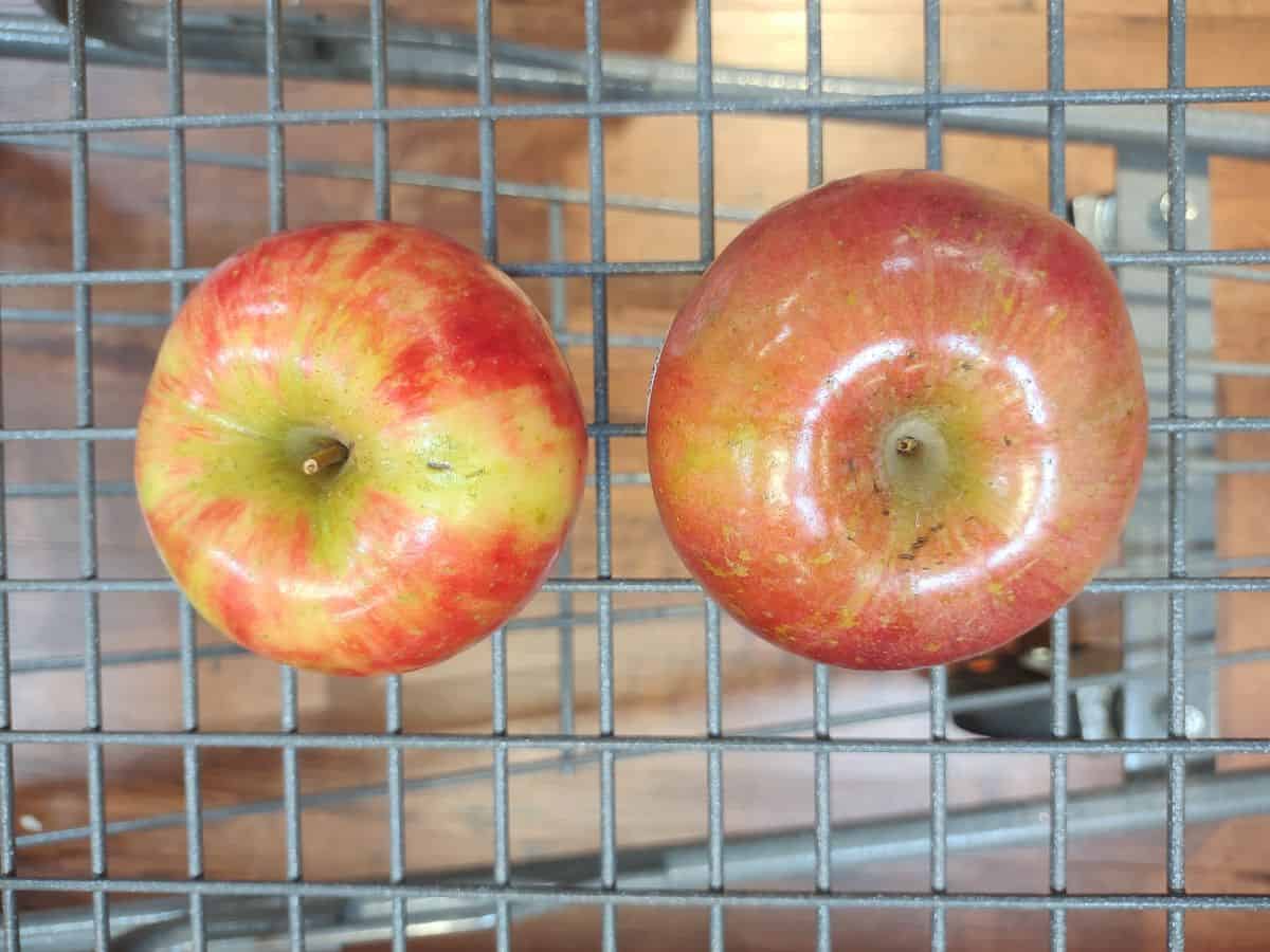 On the left is a Honeycrisp apple that is a mix of yellow and blue colors and to the right is a Fuji apple that is more of a rosy red color with a little tiny bit of yellow.