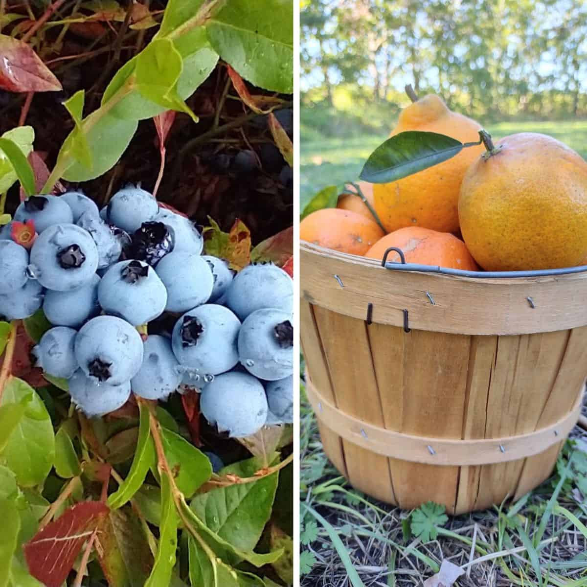 A close up of wild Maine blueberries growing in a lowbush next to a picture of a basket of Honeybell oranges from Florida.