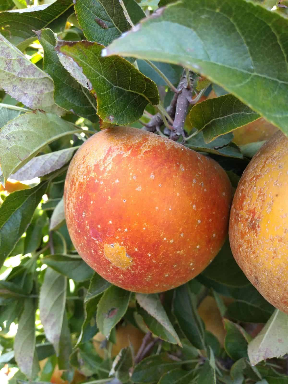 Two Melrose apples in a tree.