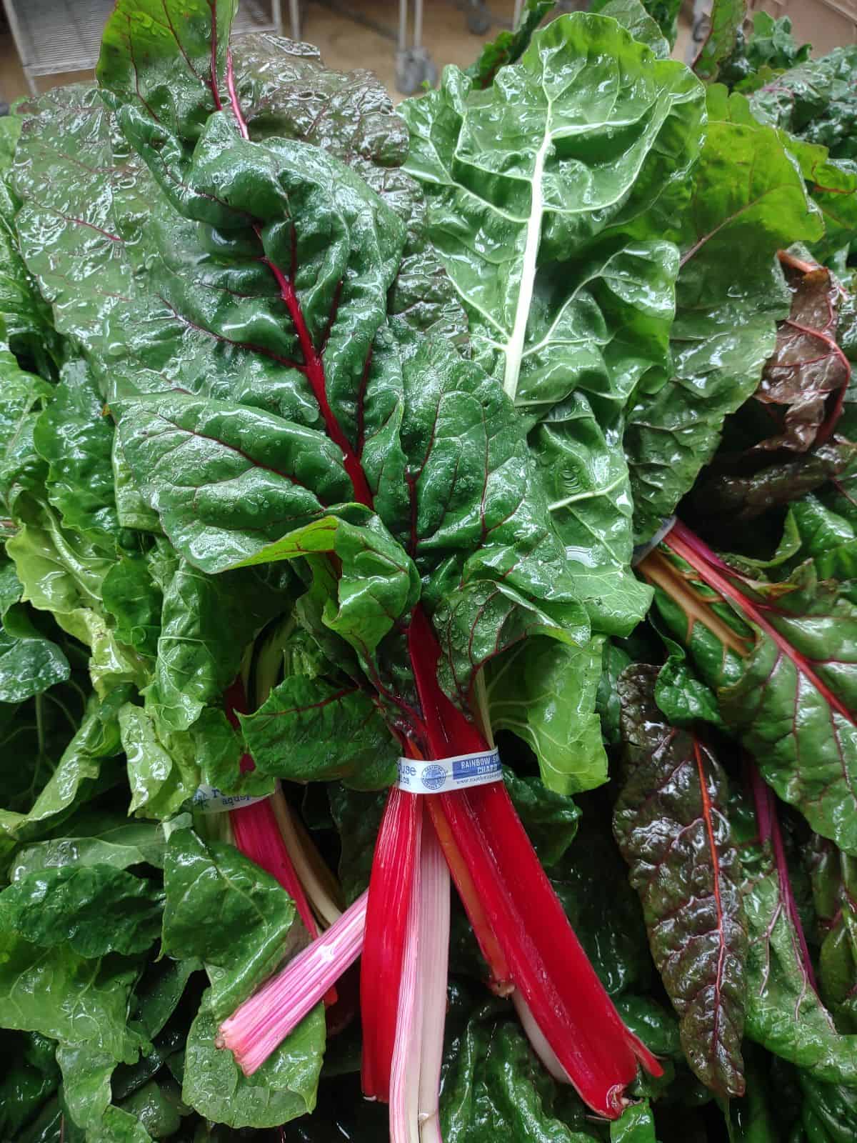 Bunches of red and pink stem swiss chard at a grocery store.