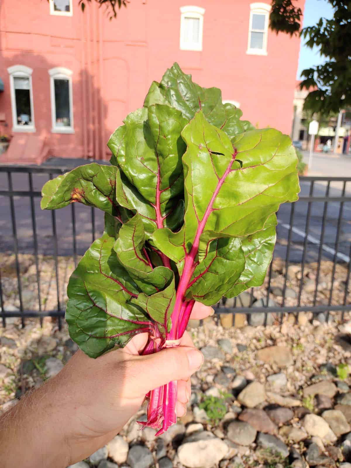 A bunch of Swiss Chard with pink stems in someone's hands.