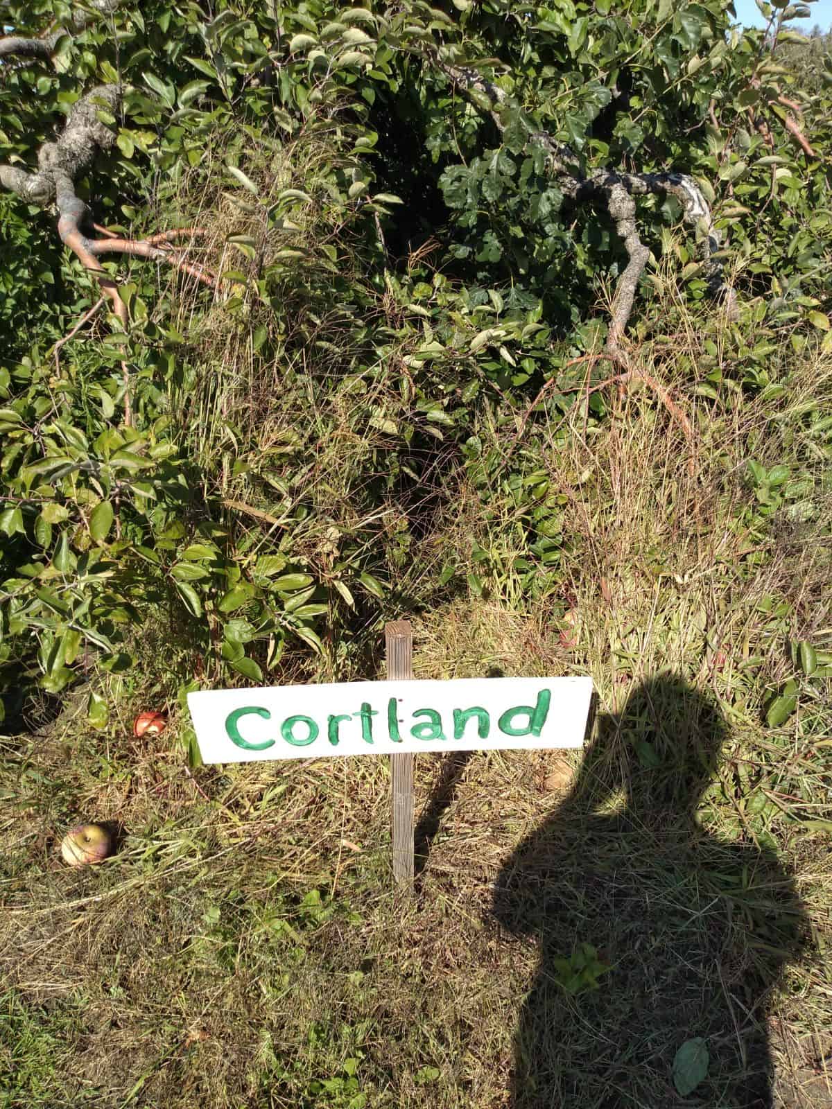 A Cortland apple sign at an orchard.