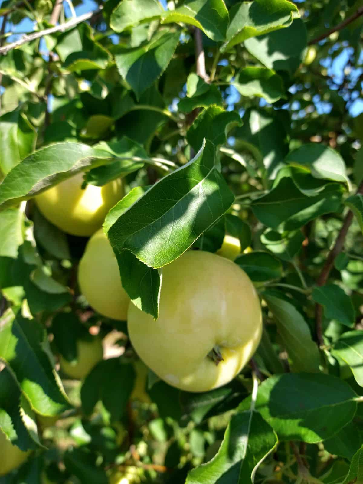 When to Pick Apples in Michigan - Eat Like No One Else