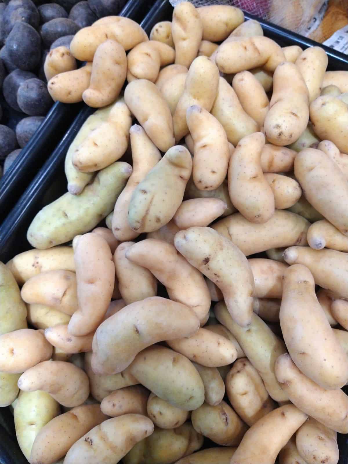 Fingerling potatoes with some of them starting to turn green.