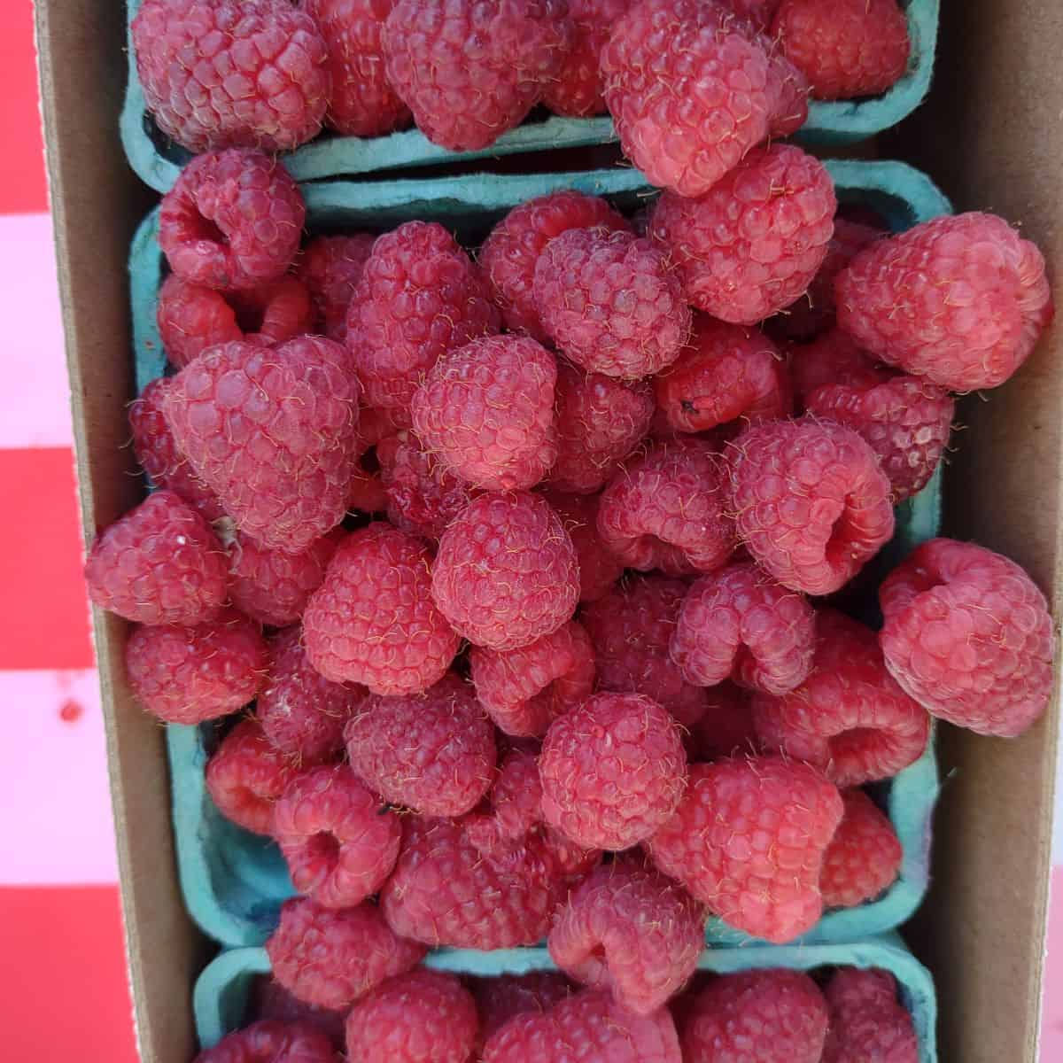 Red raspberries in 3 containers at a farmer's market.