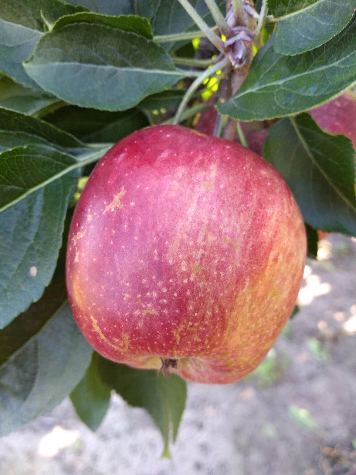 When to Pick Cortland Apples Eat Like No One Else