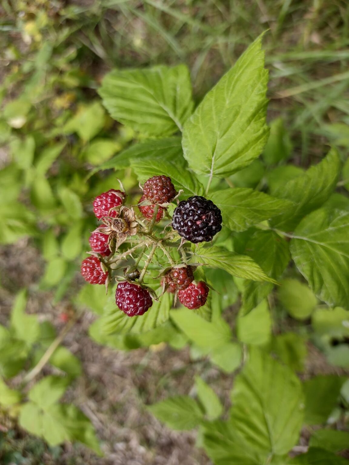 How to Tell If Raspberries are Bad Eat Like No One Else