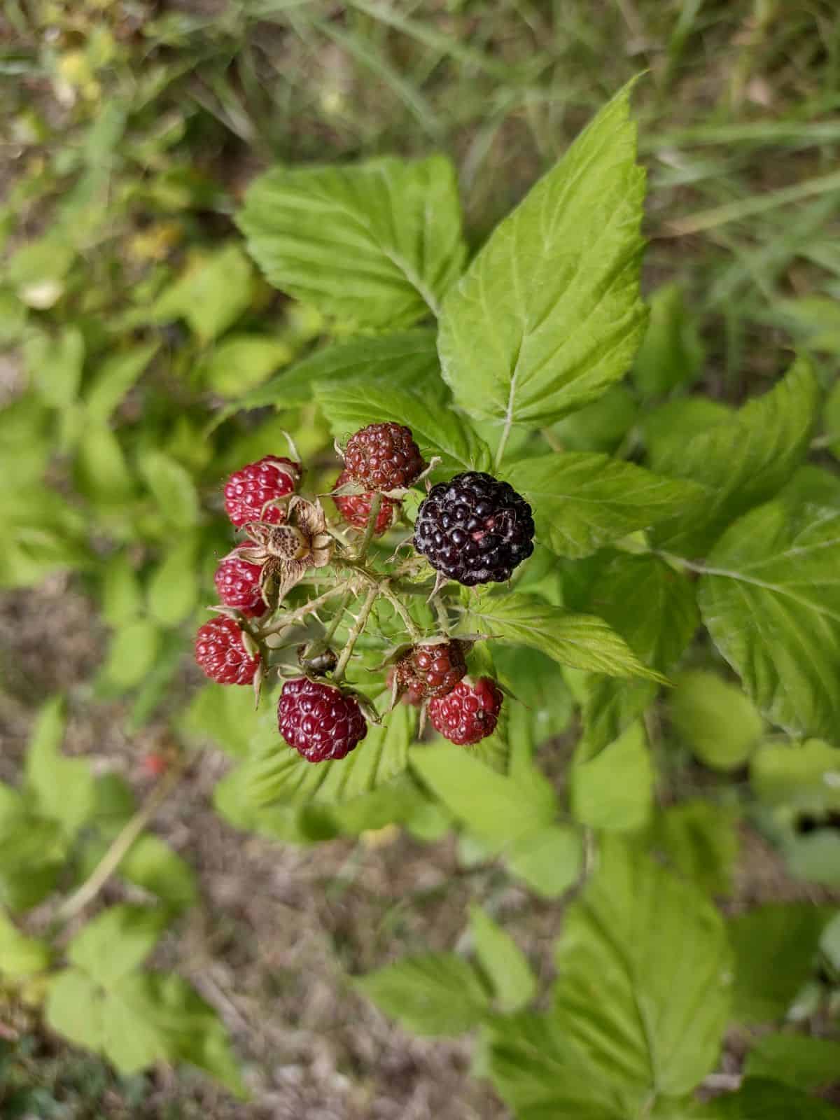 Wild Black raspberries ripening on a plant.