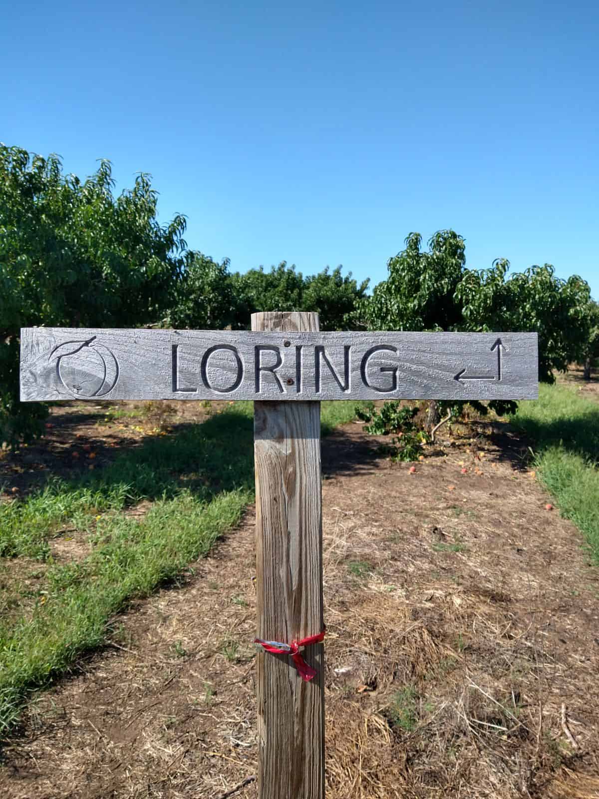 A wood sign in an orchard that shows where the Loring peaches are.