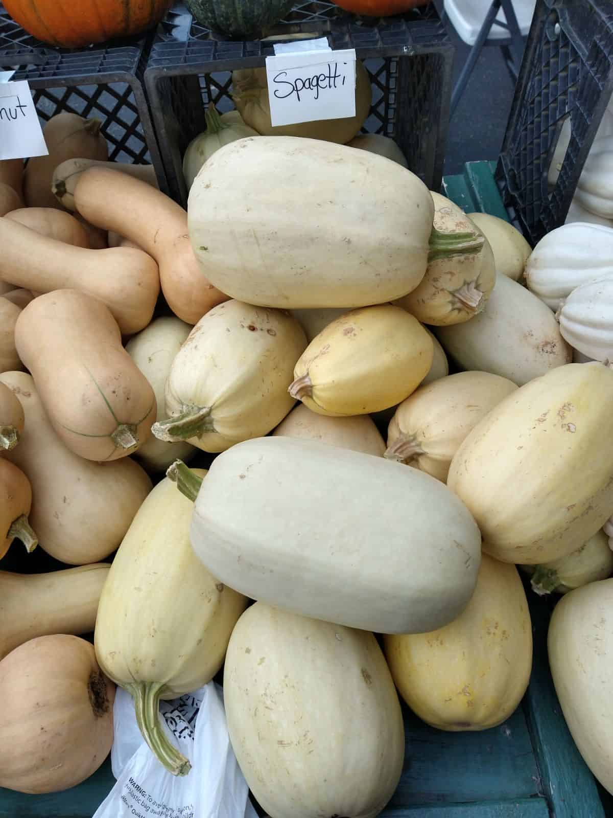 A display of spaghetti squash and other squash at a farmers market.