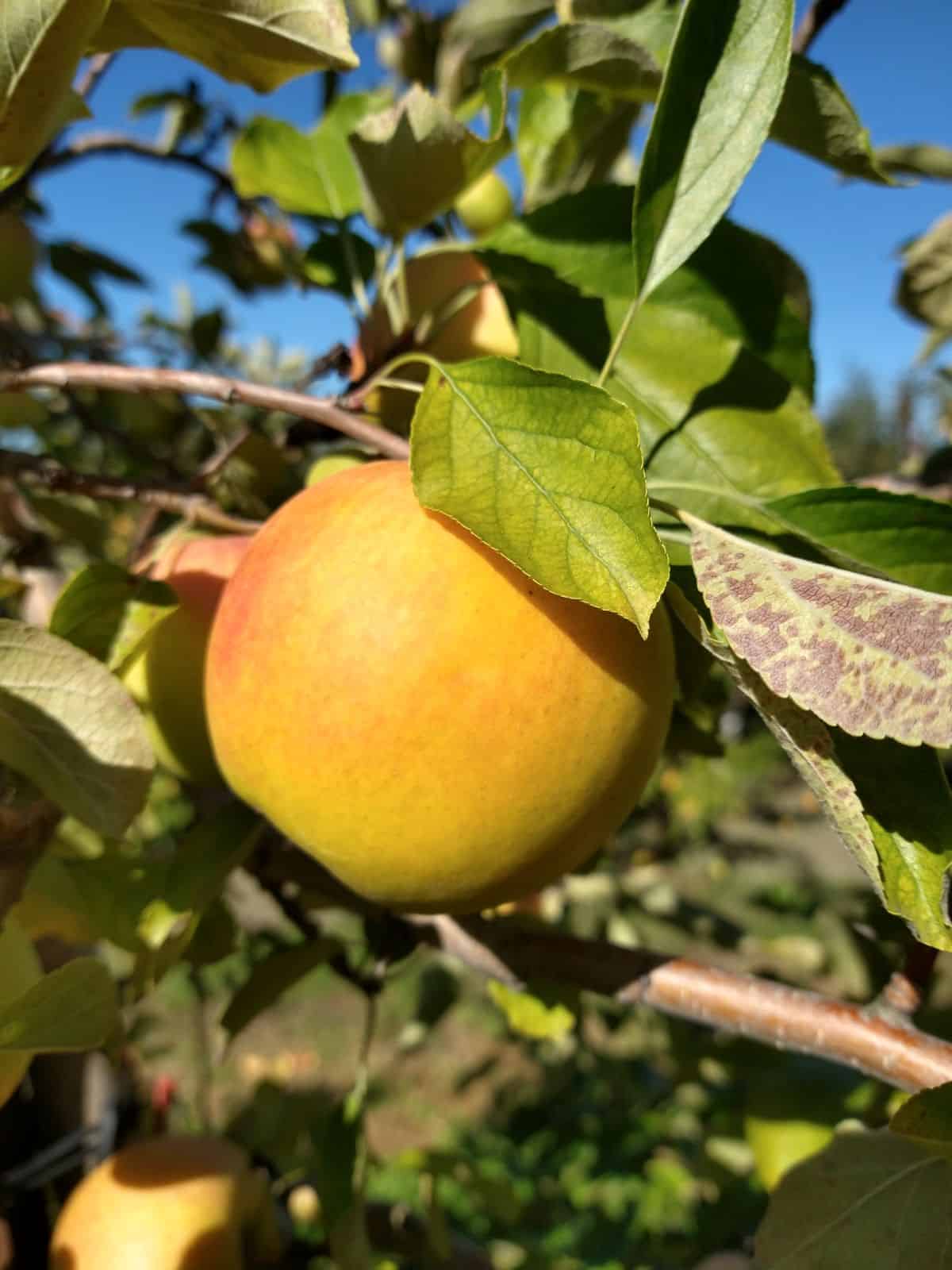 A single yellow Suncrisp apple in a tree with the sun shinning on it.