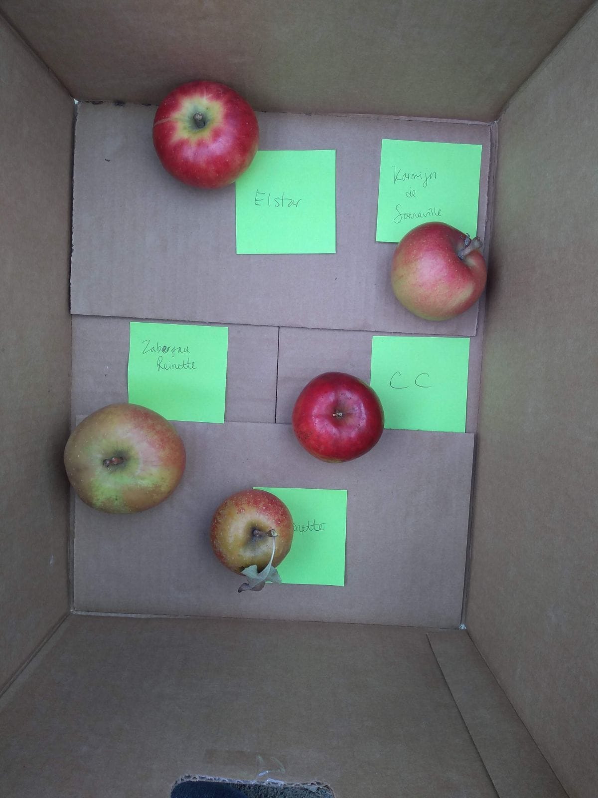 A cardboard box with apples with a green note telling what they are.