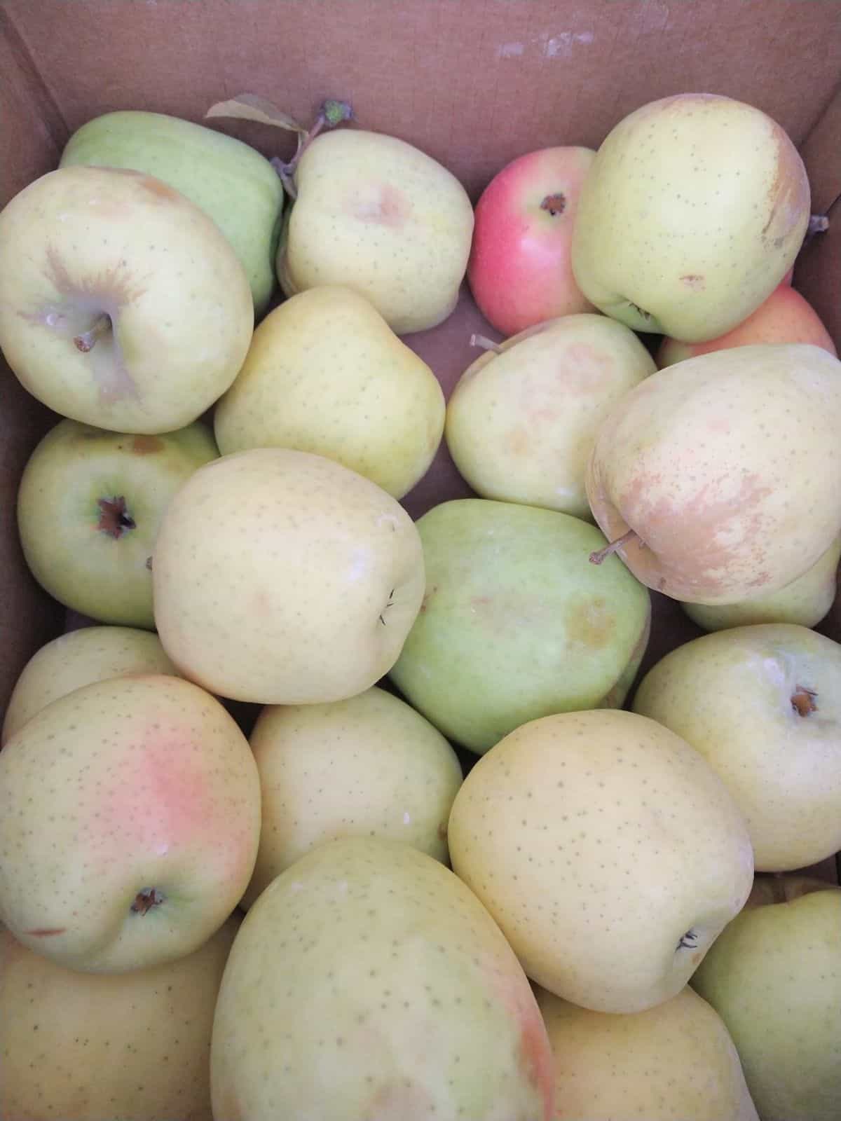 A box filled with yellow Candy Crisp apples.