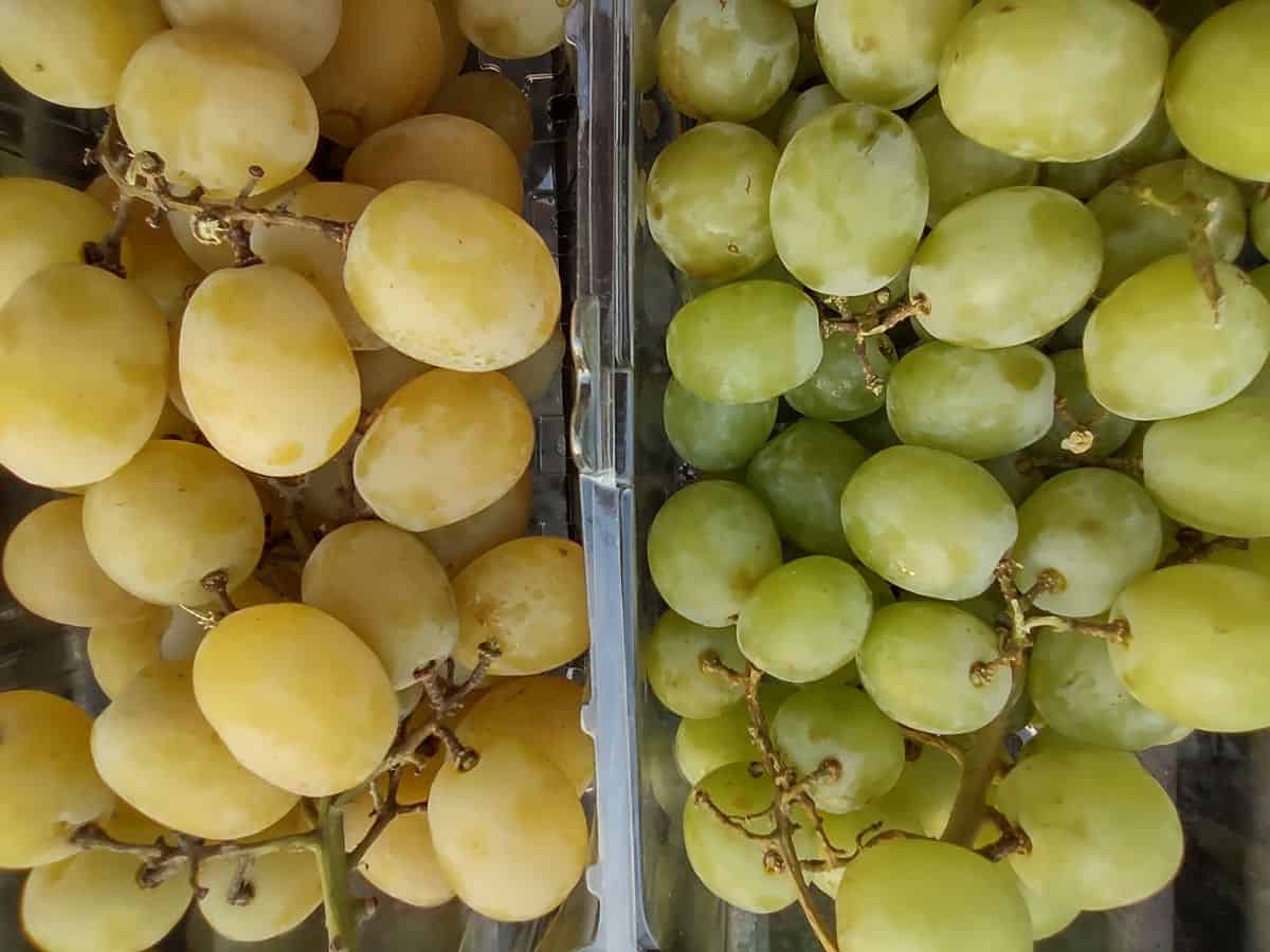 Tan colored green cotton candy grapes next to bright green colored cotton candy grapes.