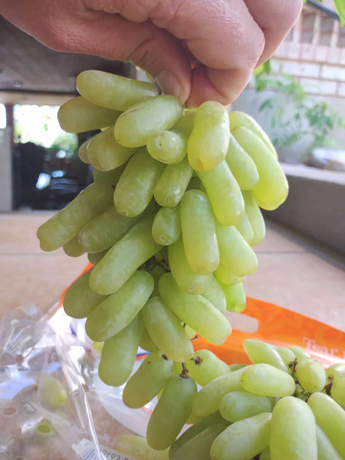 Elongated Green Tear Drops grapes being held up in someone's hand.