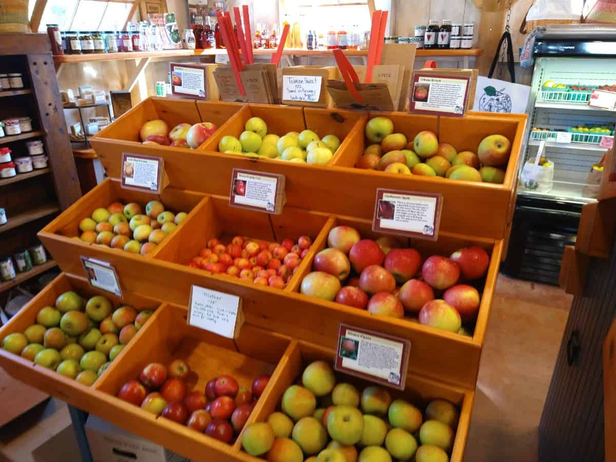 Bins of different kinds of apples with signs. 