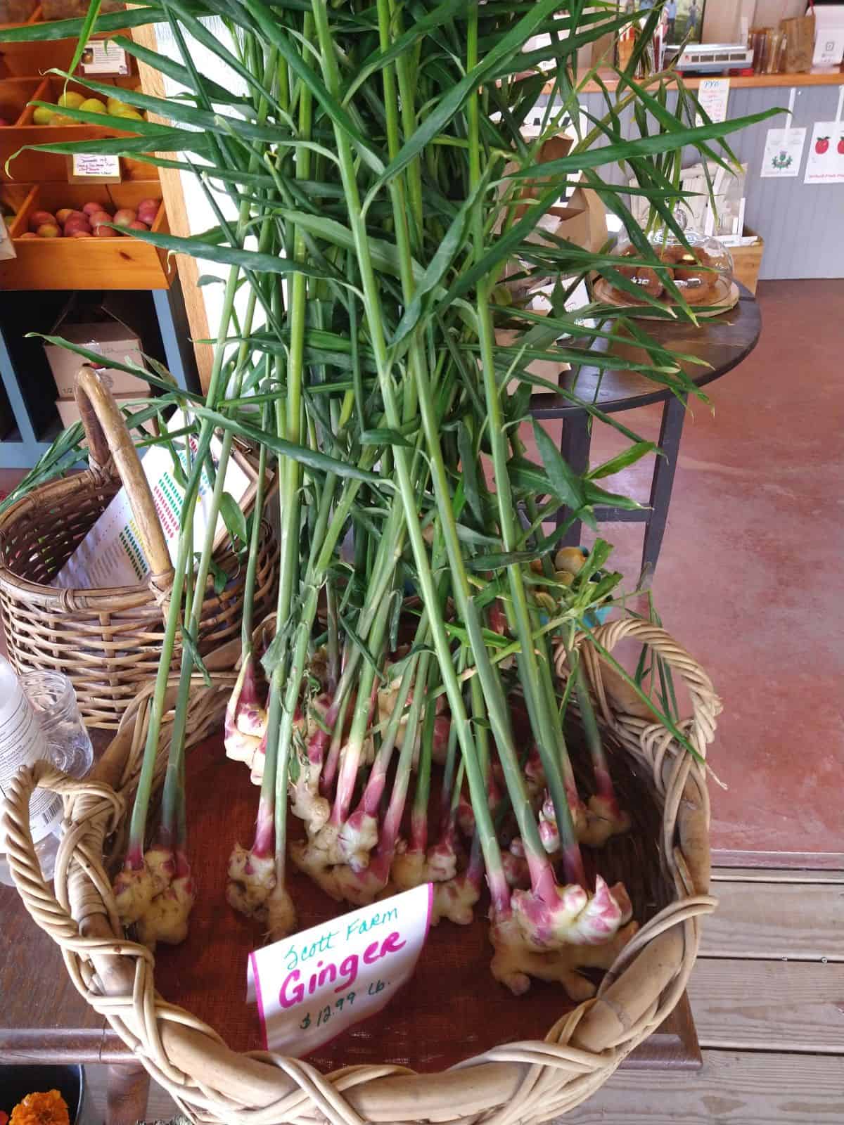 Fresh ginger with leaves on it inside a basket.