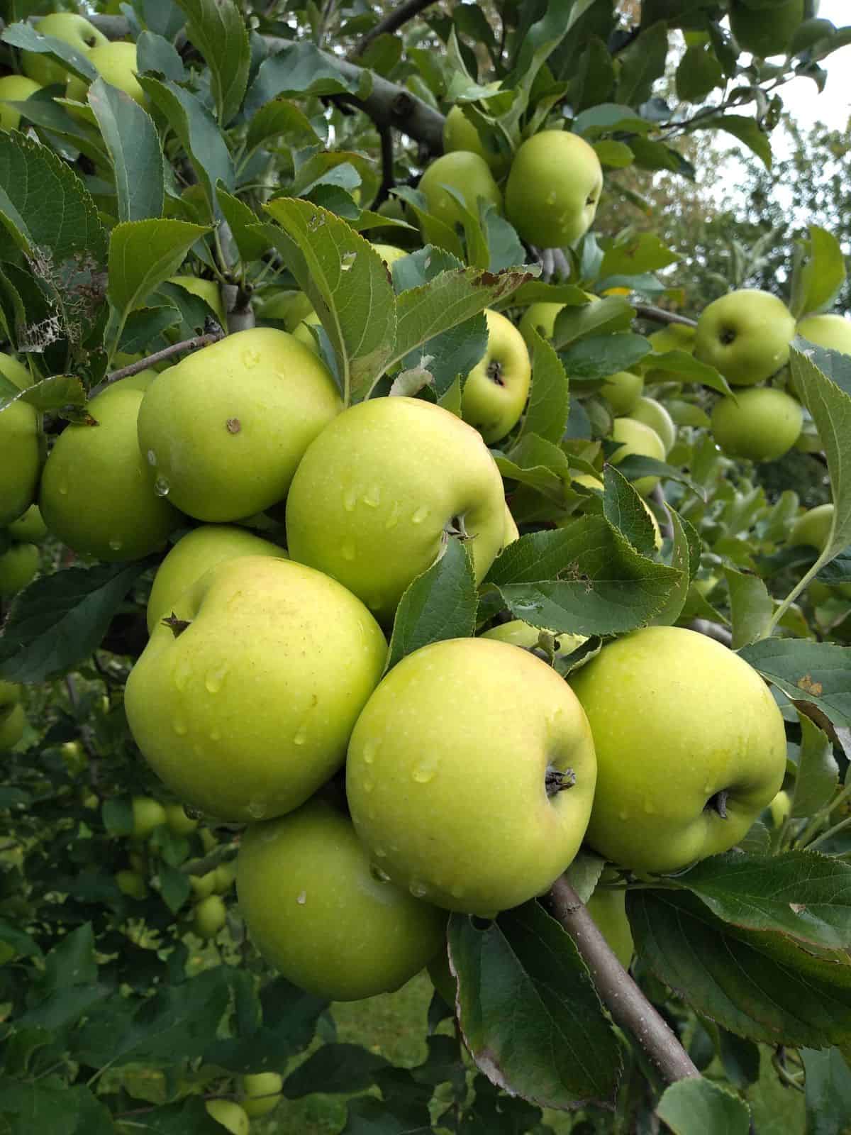 Grimes Golden apples in a tree with water droplets on them.