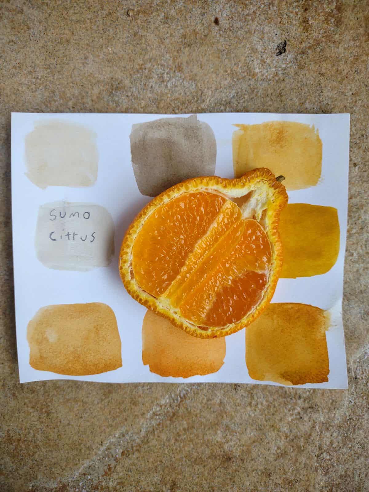 A slice of a Sumo mandarin on top of a water color art with blocks of the colors in the fruit.