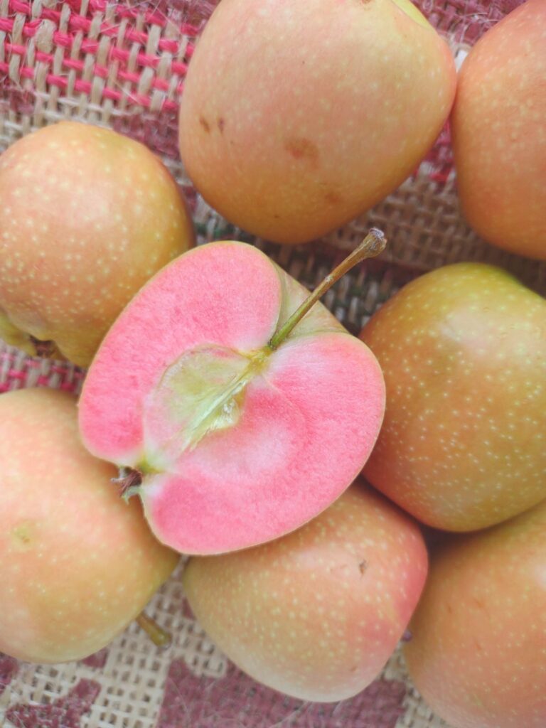 A Hidden Rose or Mountain Rose apple that is sliced in half to show the rosy pink flesh inside, laying on top of other yellow skinned Hidden Rose apples.