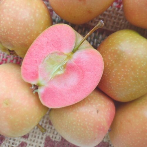 A Hidden Rose or Mountain Rose apple that is sliced in half to show the rosy pink flesh inside, laying on top of other yellow skinned Hidden Rose apples.