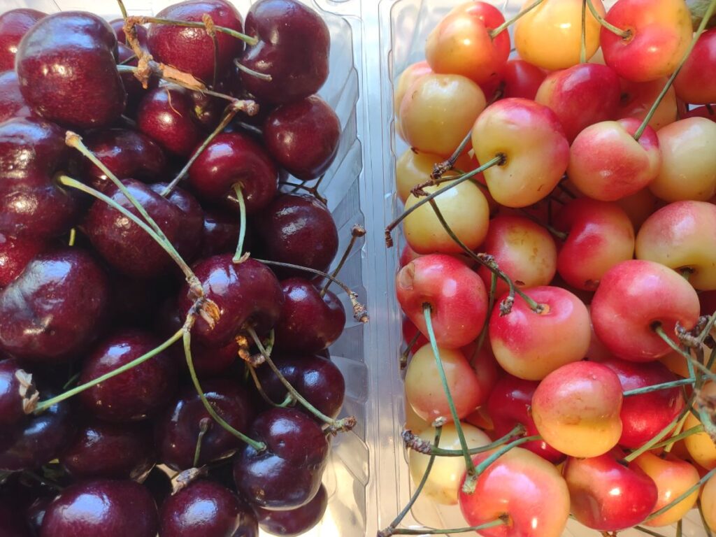 Plastic containers of dark sweet cherries next to Rainier cherries from Utah.
