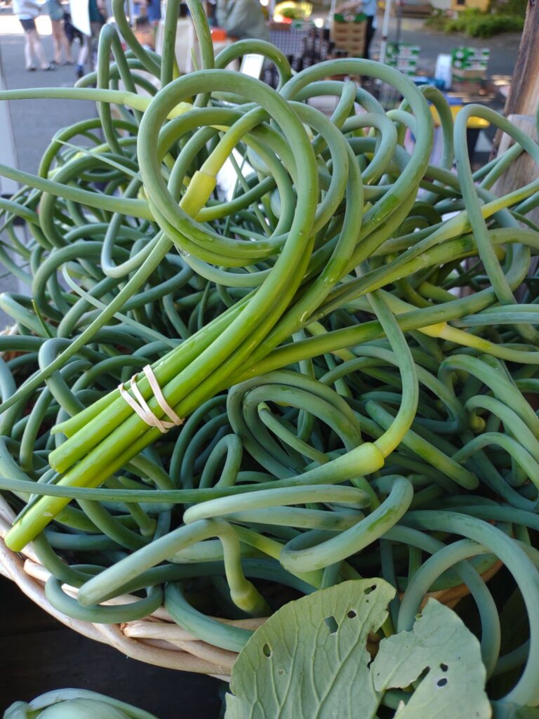A display basket of garlic scape bunches at a famers market in Oregon.