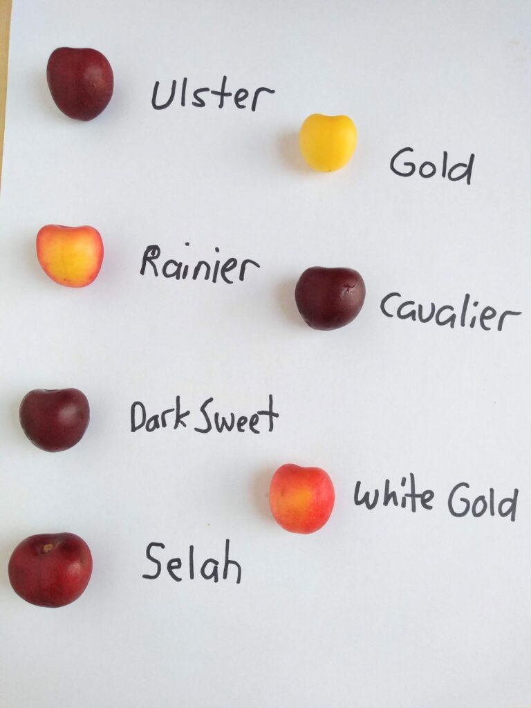 A white sheet with different cherry varieties on it including Ulster, Gold, Rainer, Cavalier, Dark Sweet, White Gold, and Selah.