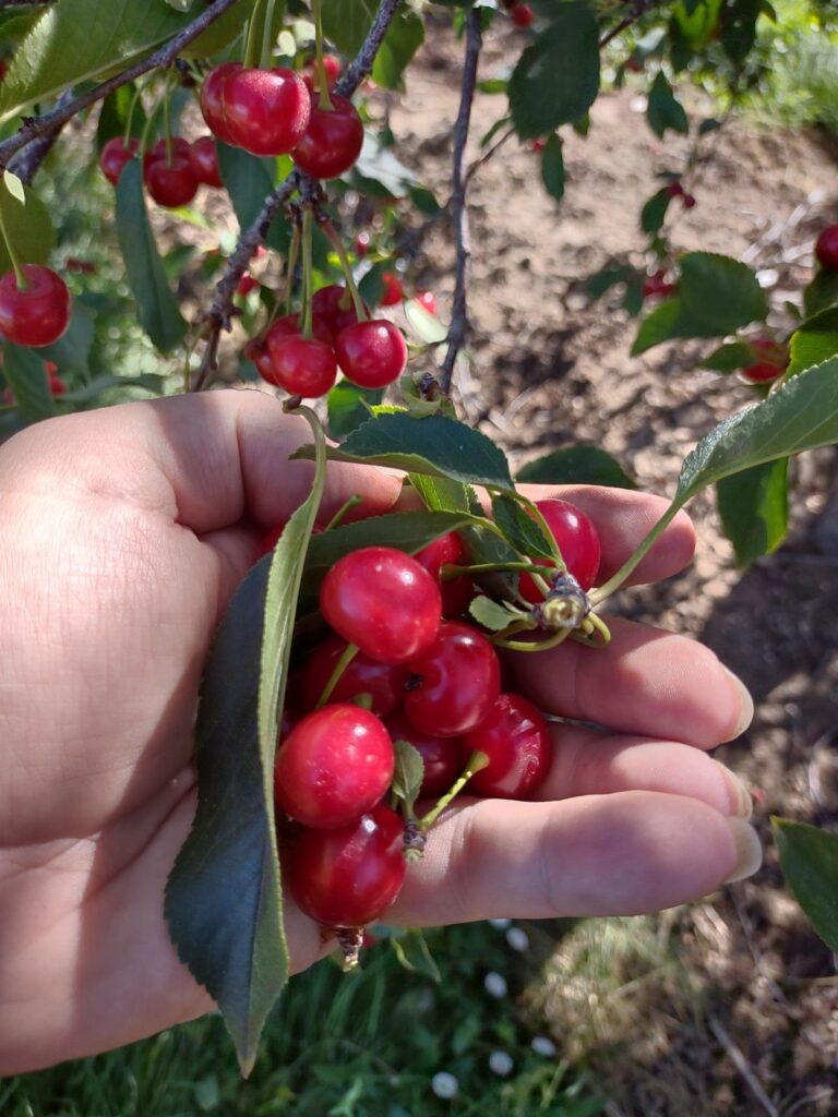 Montmorency Tart Cherries hanging in a tree in bunches with a hand behind them.