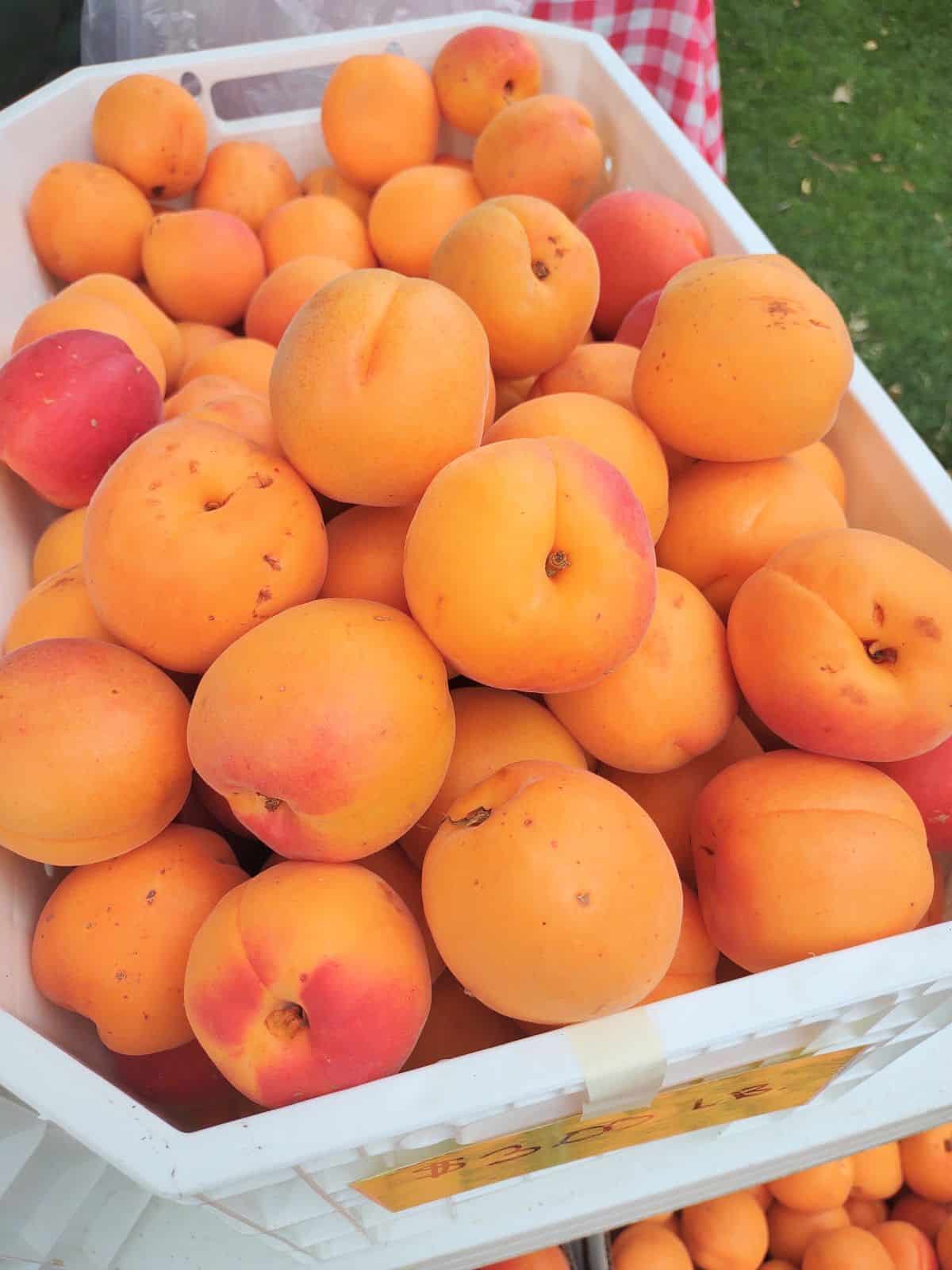 A white bin filled with large apricots in Utah.