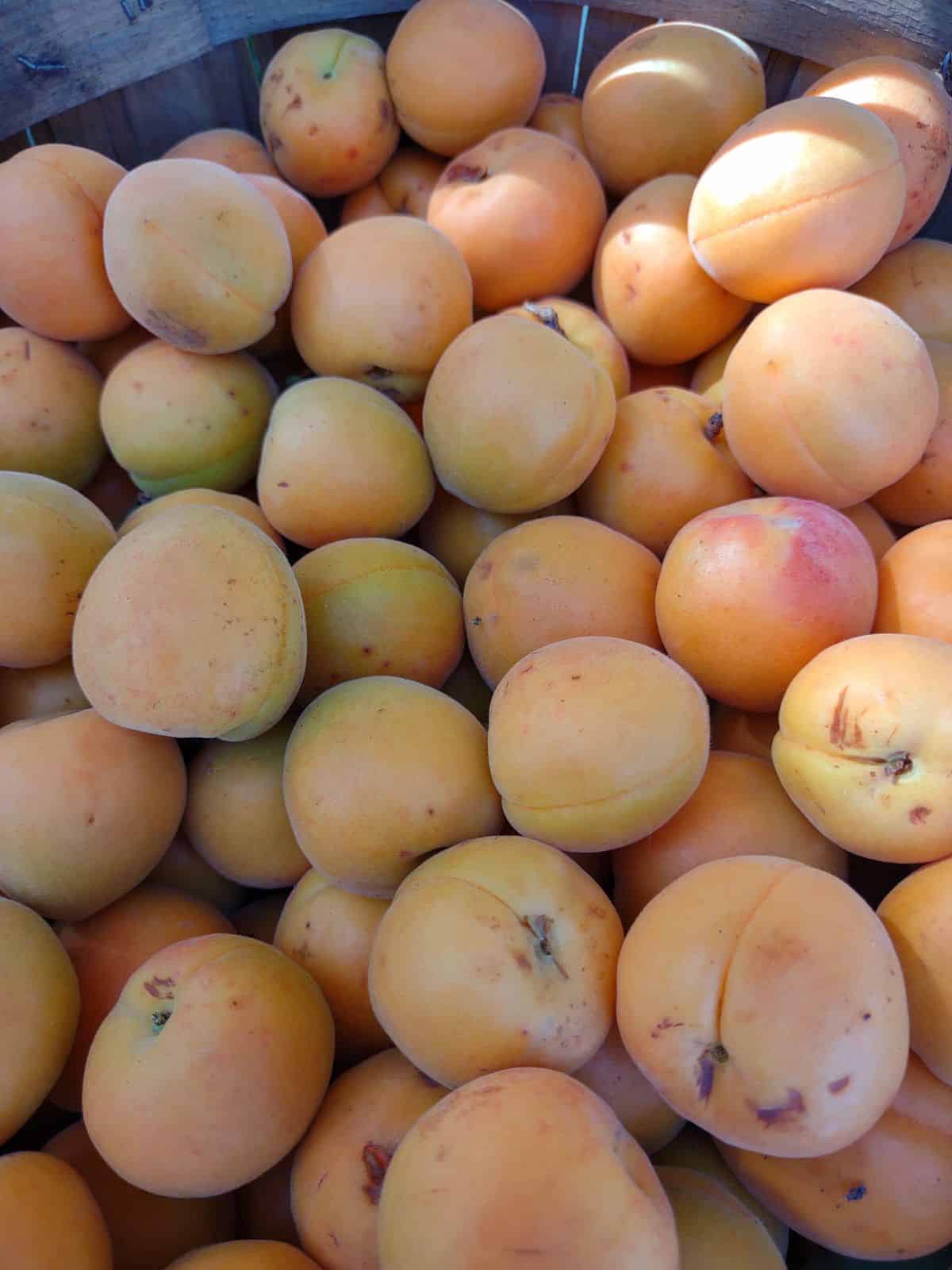 A close up of apricots in a bin.