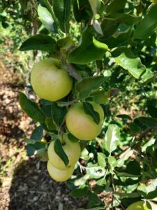 Ginger gold apples in a tree in Maine.