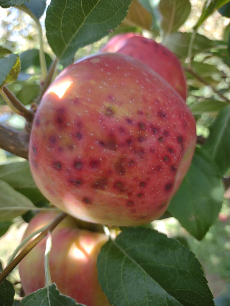 A Honeycrisp apple on the tree with dark spots called bitter pit on the skin.
