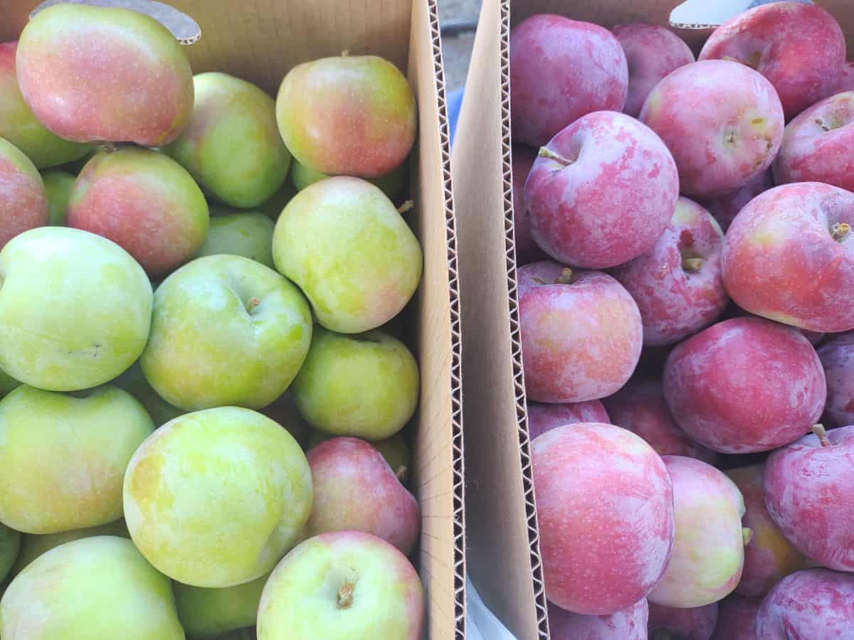 Substitute For Macintosh Apple