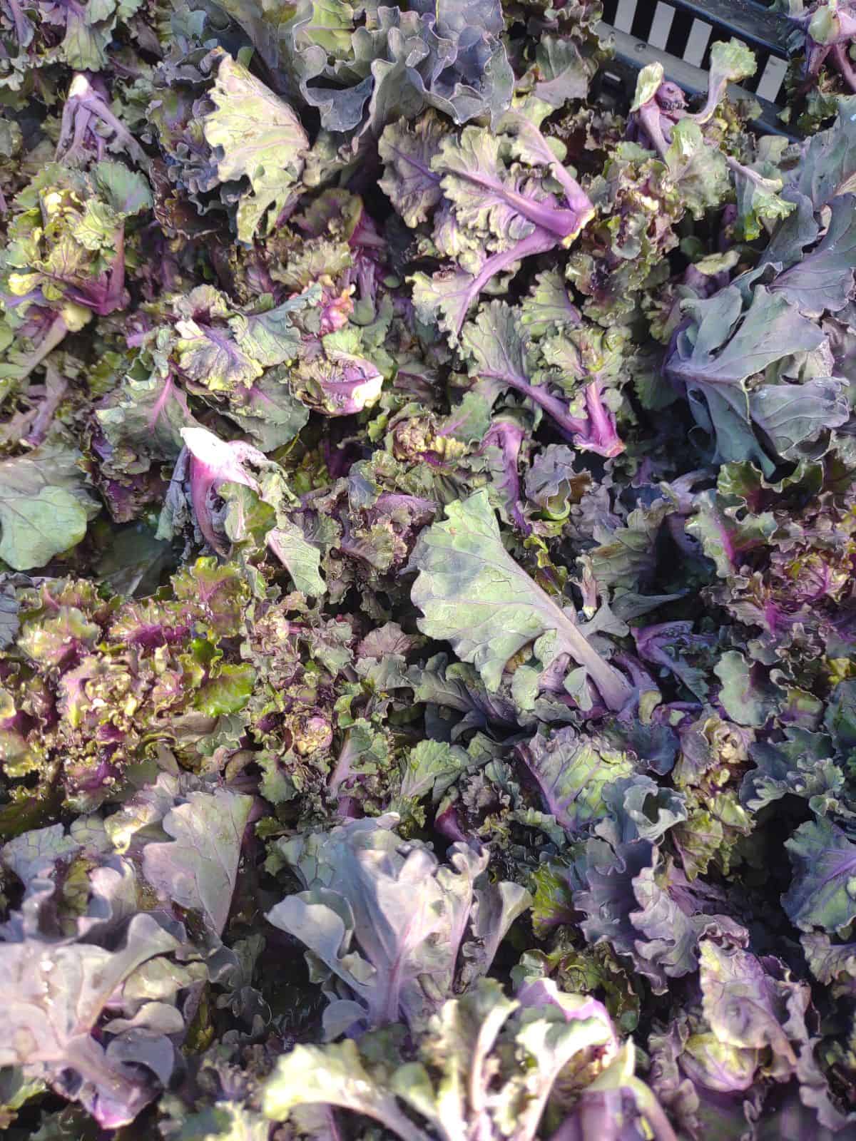 A close up shot of a pile of green and purple Kalettes at the farmers market.
