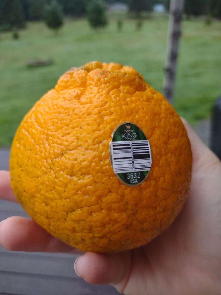 A single Dekopan mandarin in hand. This one was labelled as a King mandarin.