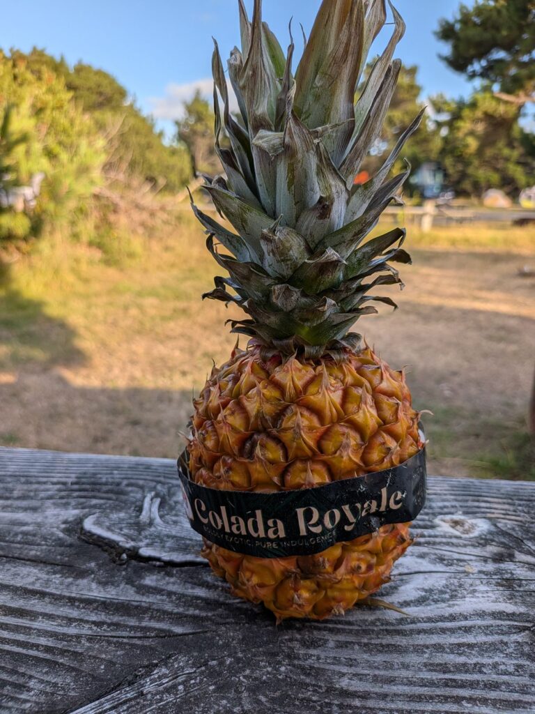 A single Colada Royale pineapple sitting outside on a picnic table