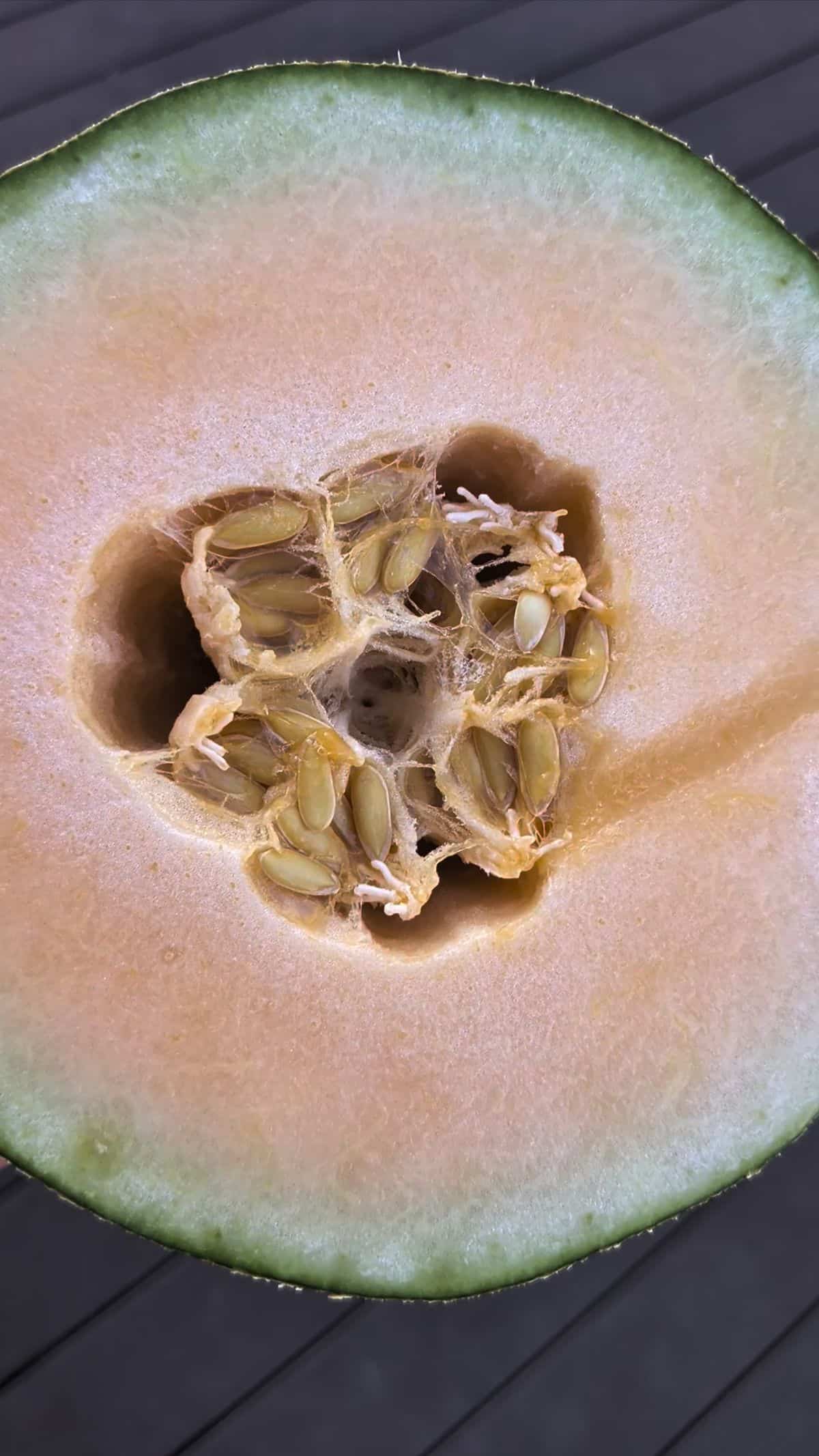 Close up of a cut open Waterloupe melon to show that it looks like a cantaloupe inside.